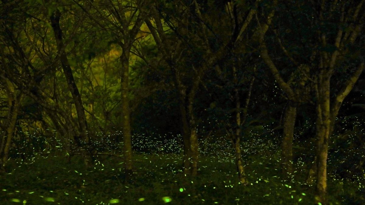 涵碧樓推賞螢之旅 邀您來場綠光盛宴 涵碧樓推賞螢之旅 邀您來場綠光盛宴