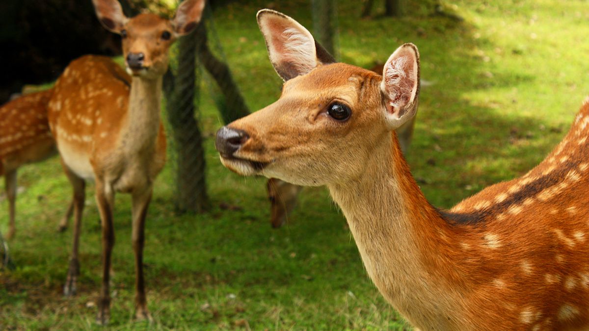 奈良可愛的小鹿背後還有更多值得知道的小常識喔!(圖/Andrea Schaffer@flickr) 奈良可愛的小鹿背後還有更多值得知道的小常識喔!(圖/Andrea Schaffer@flickr)