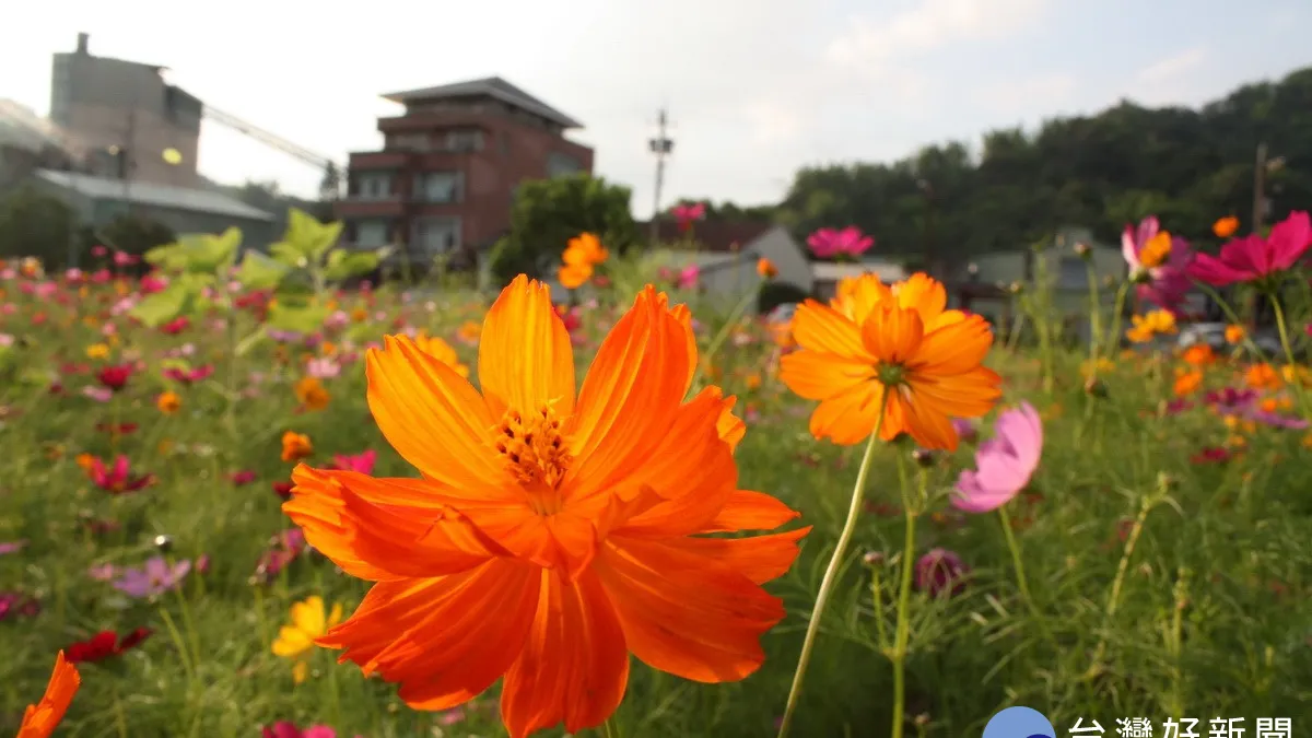 集集私房賞花秘境 波斯菊、向日葵花海如畫