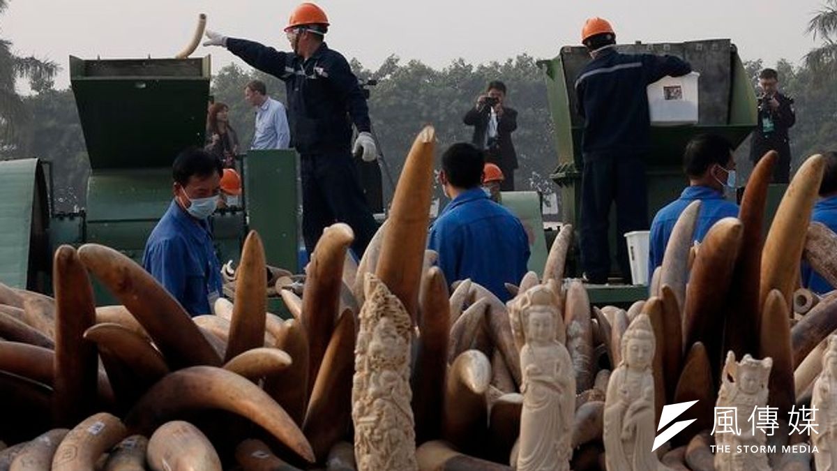 中國國家林業局和海關總署首開先例,6日下午在廣州銷毀多達6.1噸的象牙。(美聯社) 中國國家林業局和海關總署首開先例,6日下午在廣州銷毀多達6.1噸的象牙。(美聯社)