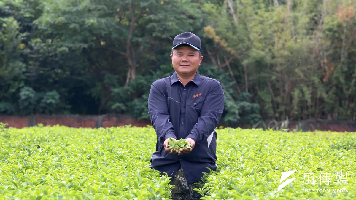 廖俊融細心照顧每一株茶樹,用好茶共創桃園的綠金產業。(圖/柯承惠攝)