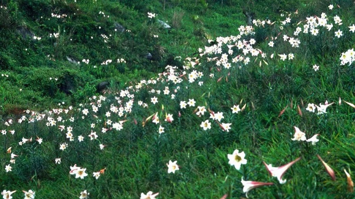 現在的遠雄海洋公園一帶,曾有「百合谷」的美稱。(取自花蓮觀光資訊網) 現在的遠雄海洋公園一帶,曾有「百合谷」的美稱。(取自花蓮觀光資訊網)