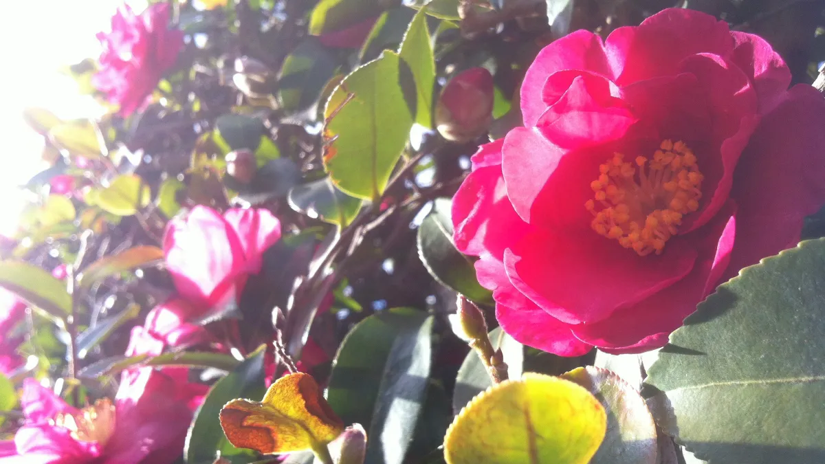 在日本,「椿」是一種意境高雅的庭院之花,「山茶花」通常是種來當圍牆的圍牆花(圖/coloredby@flickr)