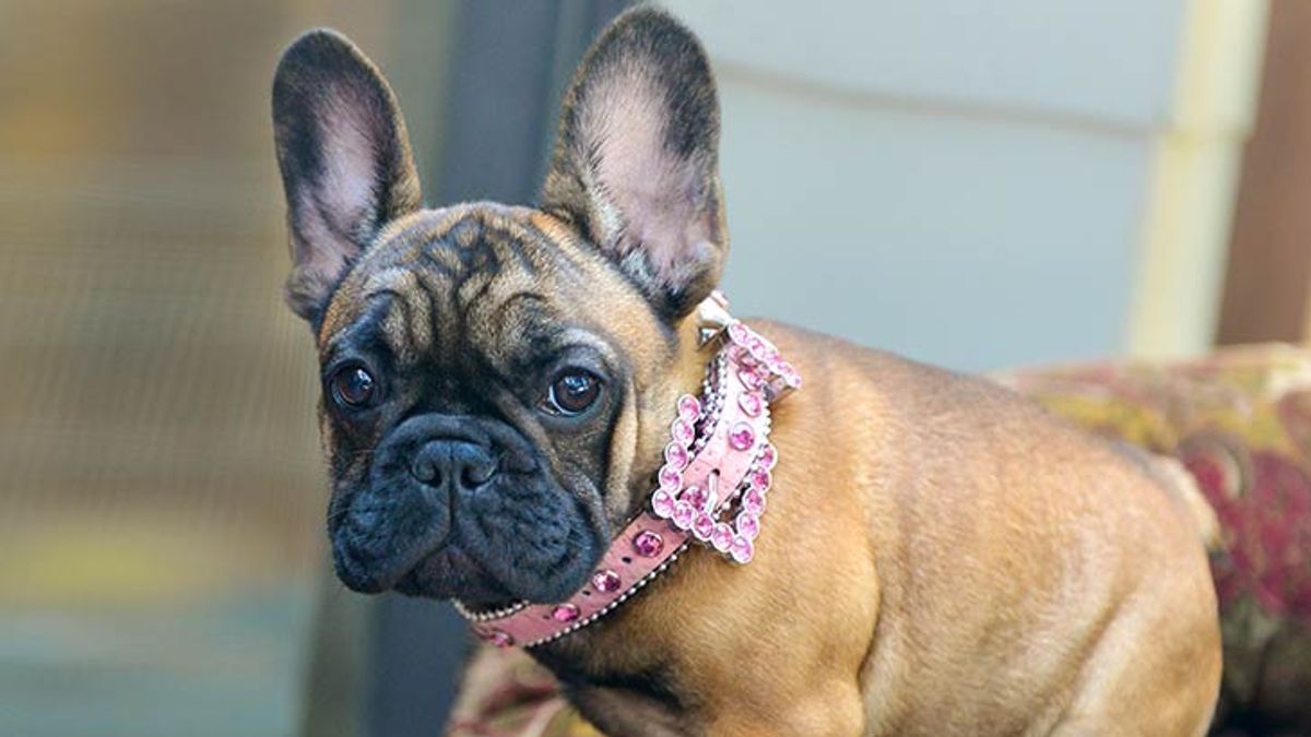 2020年「全美最愛犬種」統計中,法國鬥牛犬一躍而升獲亞軍寶座。(截自American Kennel Club) 2020年「全美最愛犬種」統計中,法國鬥牛犬一躍而升獲亞軍寶座。(截自American Kennel Club)