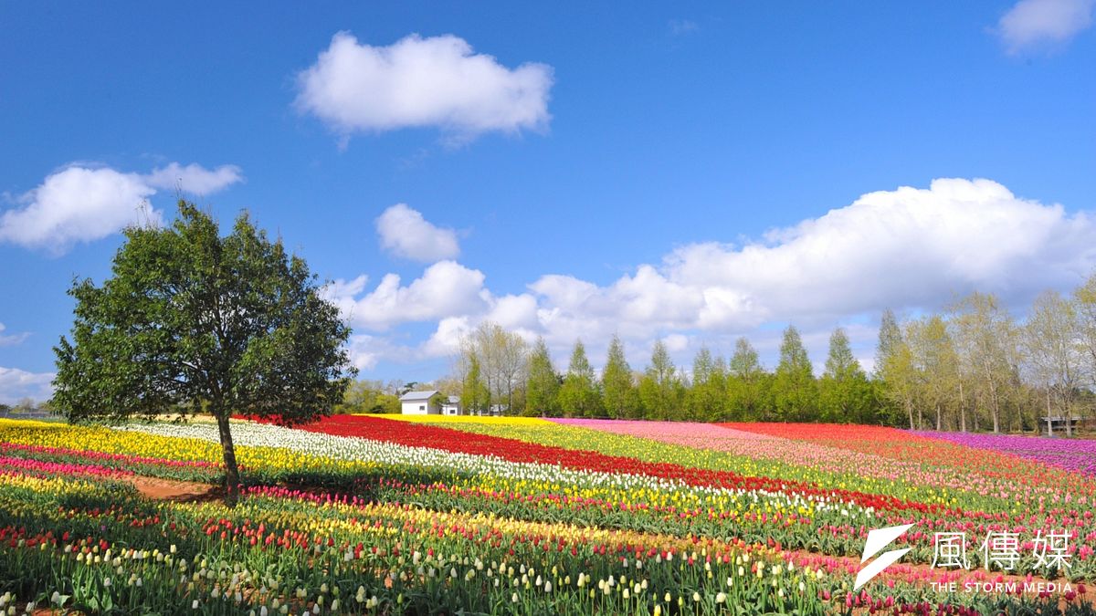 每年春季廣島櫻花盛開,配上令人食指大動的新鮮牡蠣,吸引許多遊客前往。(圖/世羅高園農場@facebook) 每年春季廣島櫻花盛開,配上令人食指大動的新鮮牡蠣,吸引許多遊客前往。(圖/世羅高園農場@facebook)