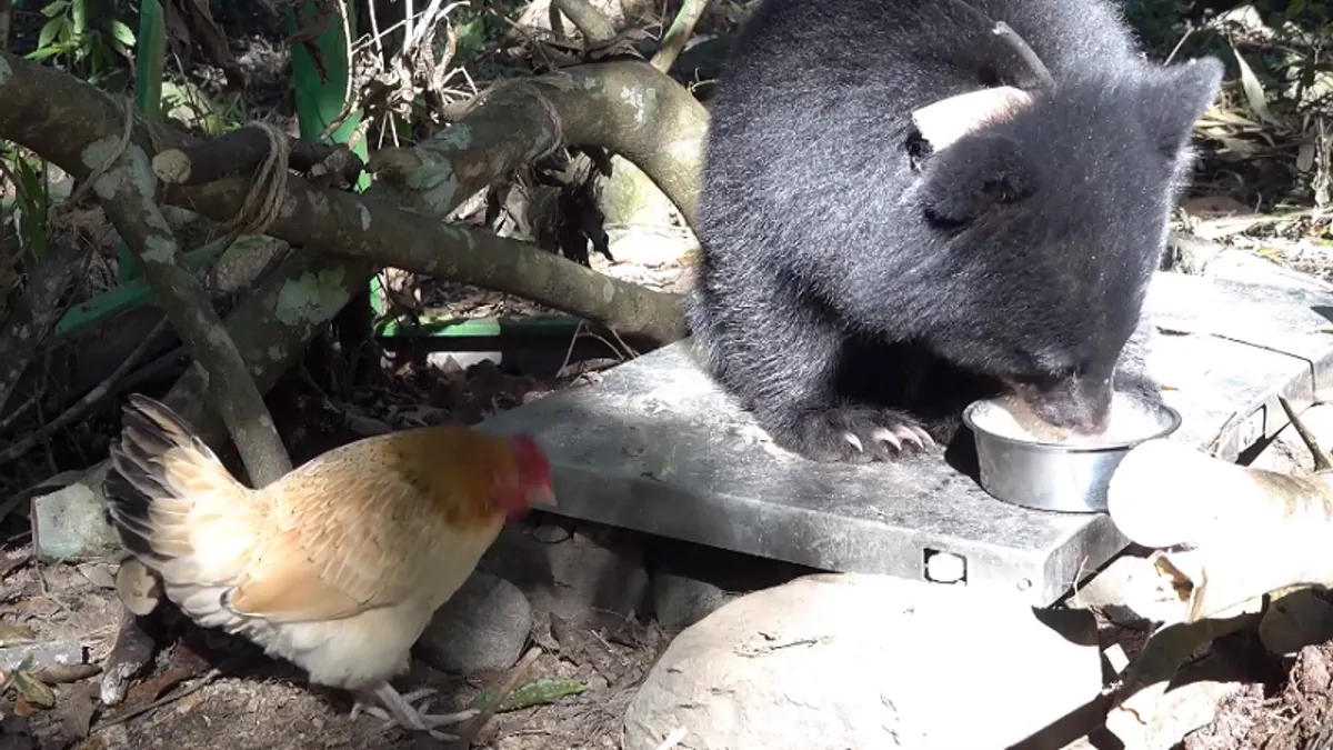 南安小熊與熊麻雞。(南安小熊視頻截圖)