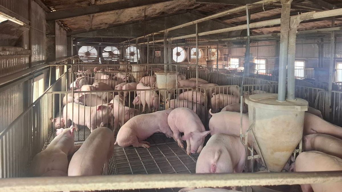 非洲豬瘟禁宰令!肉品雙雄股價洗三溫暖 專家憶1慘況既視感:有賺先走人