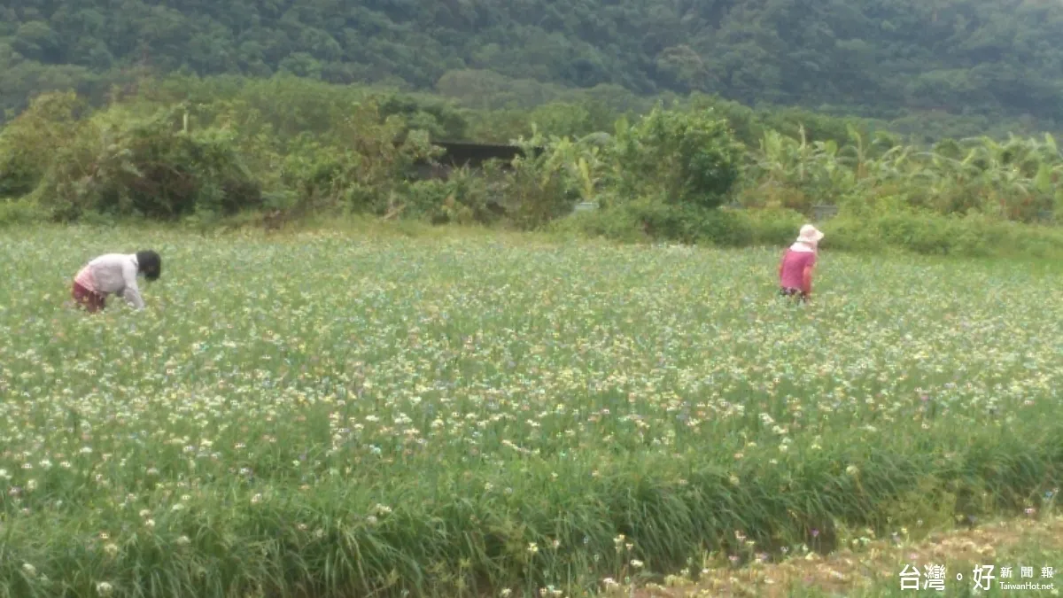 大溪正值韭菜花盛開 桃市府將辦韭菜花節推廣