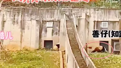 秦嶺大熊貓研究中心飼養員竟毆打熊貓!(圖/翻攝自微博)