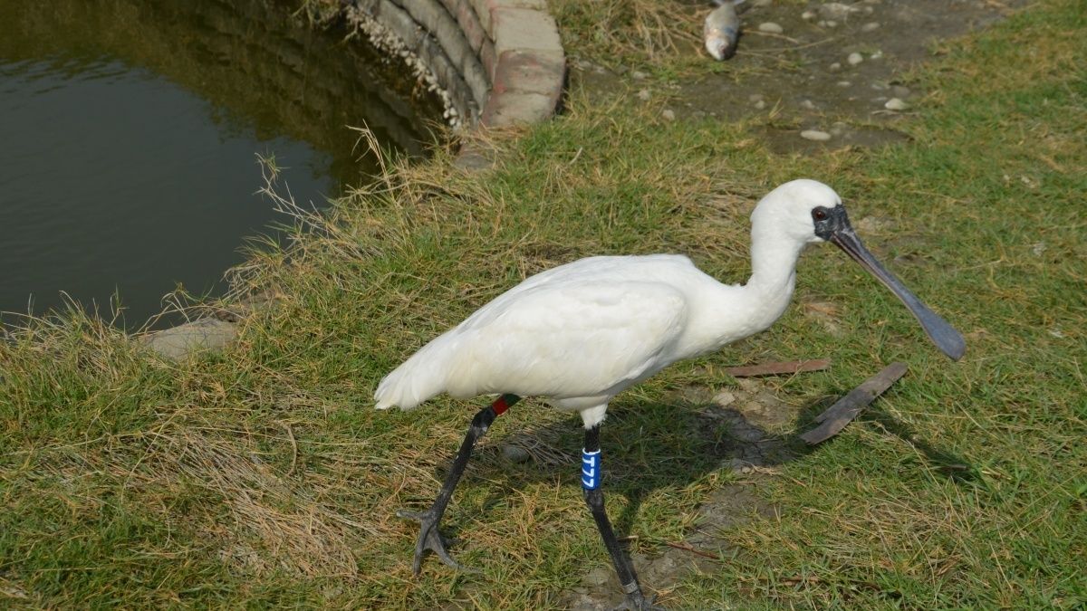 中毒黑琵經救治恢復良好 南市野放成功 中毒黑琵經救治恢復良好 南市野放成功