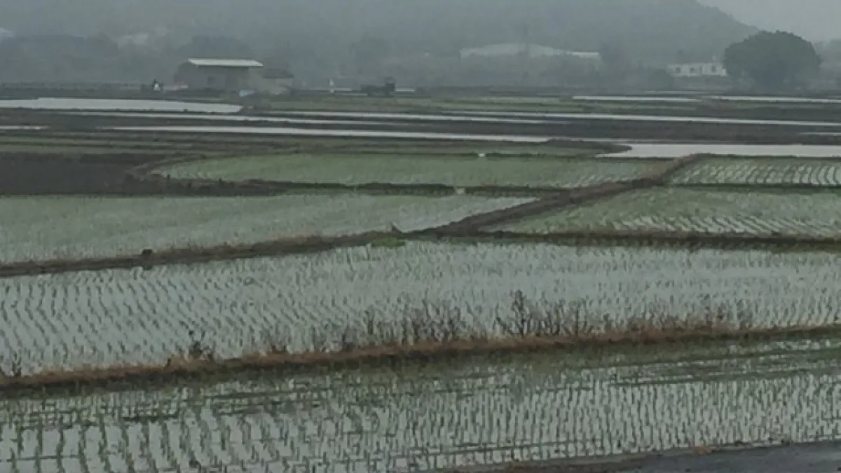久旱不雨春耕插秧缺水 22日下媽祖雨農民欣喜