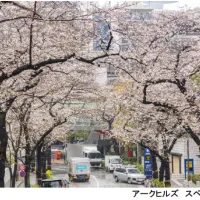 都心の空を覆う40年目の「桜トンネル」が満開を迎え、今週末には絶品グルメが集うさくらまつりも開幕する。(写真/ヒルズPR事務局提供) 都心の空を覆う40年目の「桜トンネル」が満開を迎え、今週末には絶品グルメが集うさくらまつりも開幕する。(写真/ヒルズPR事務局提供)