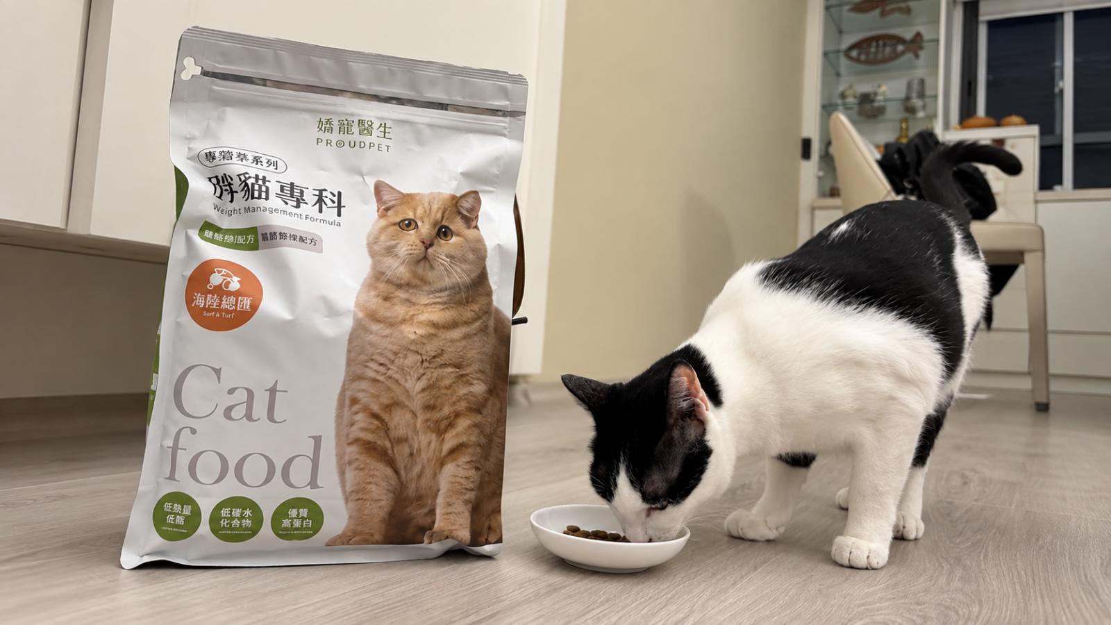 胖貓少吃就會瘦?獸醫揭減重常見迷思:小心體重降了、肌肉也跟著掉