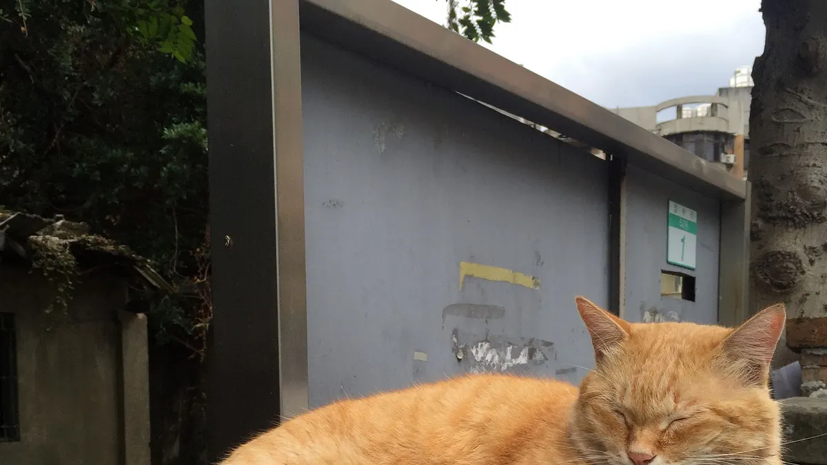 台北市溫州街流浪貓「大橘子」遭台大陳姓僑生虐待致死。(取自粉絲專頁)