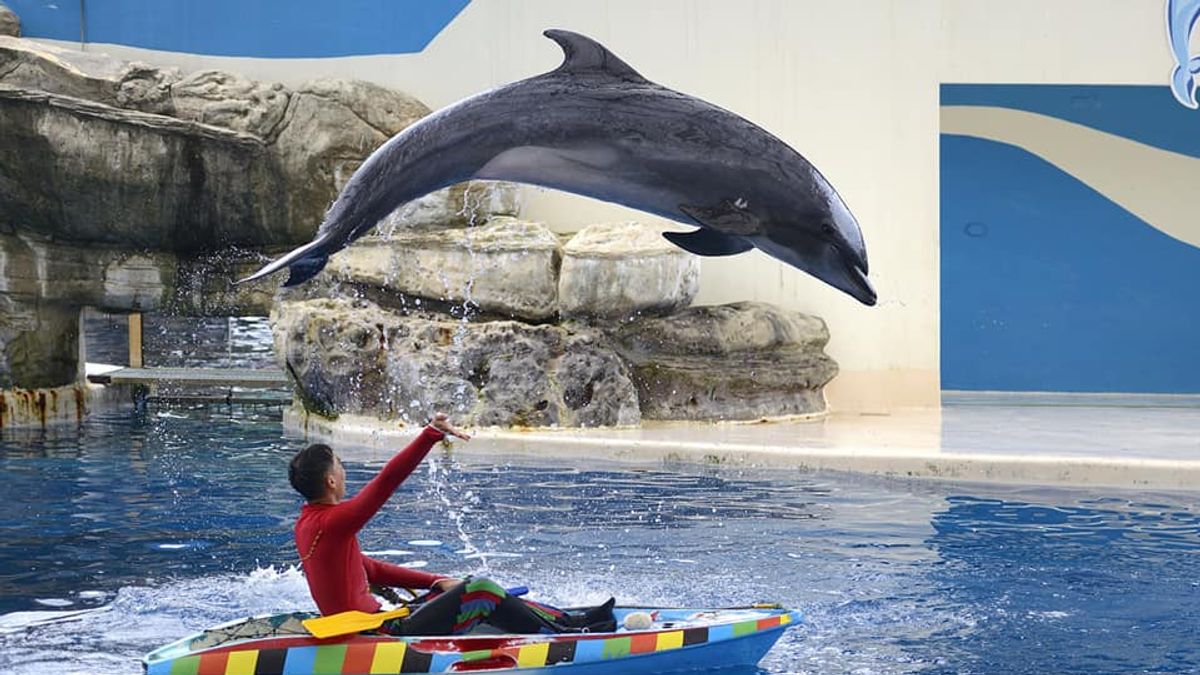 遠雄海洋公園鯨豚秀(取自遠雄海洋公園臉書) 遠雄海洋公園鯨豚秀(取自遠雄海洋公園臉書)