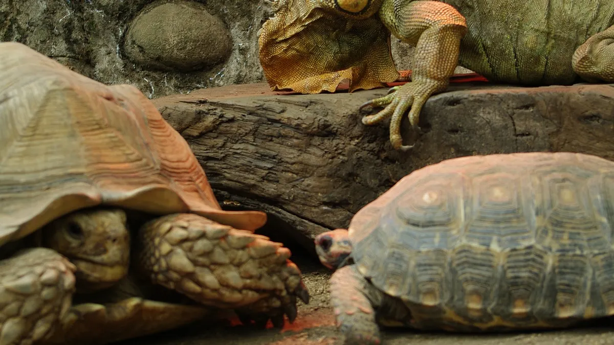 爬蟲區的動物會隨著環境溫度變換體溫,保育員全天候開啟保溫燈。(新竹市立動物園提供) 爬蟲區的動物會隨著環境溫度變換體溫,保育員全天候開啟保溫燈。(新竹市立動物園提供)