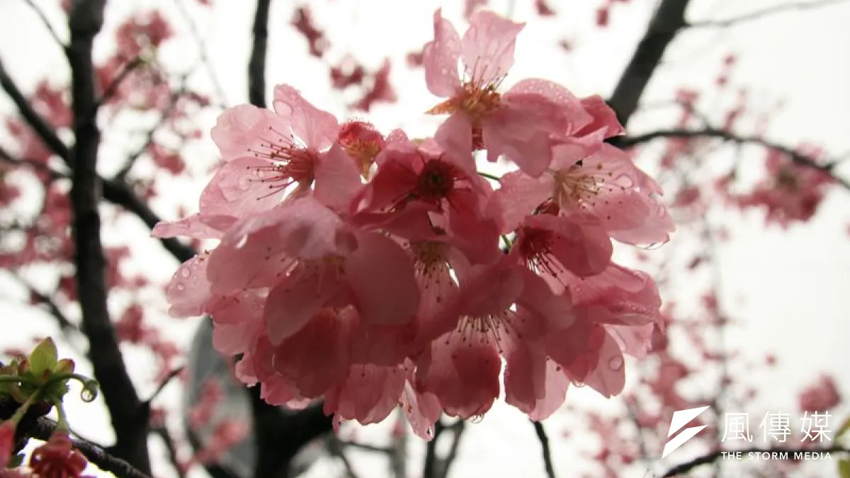 王定國新作〈敵人的櫻花〉書寫的是愛的輓歌。(黃昶憲攝/印刻提供)