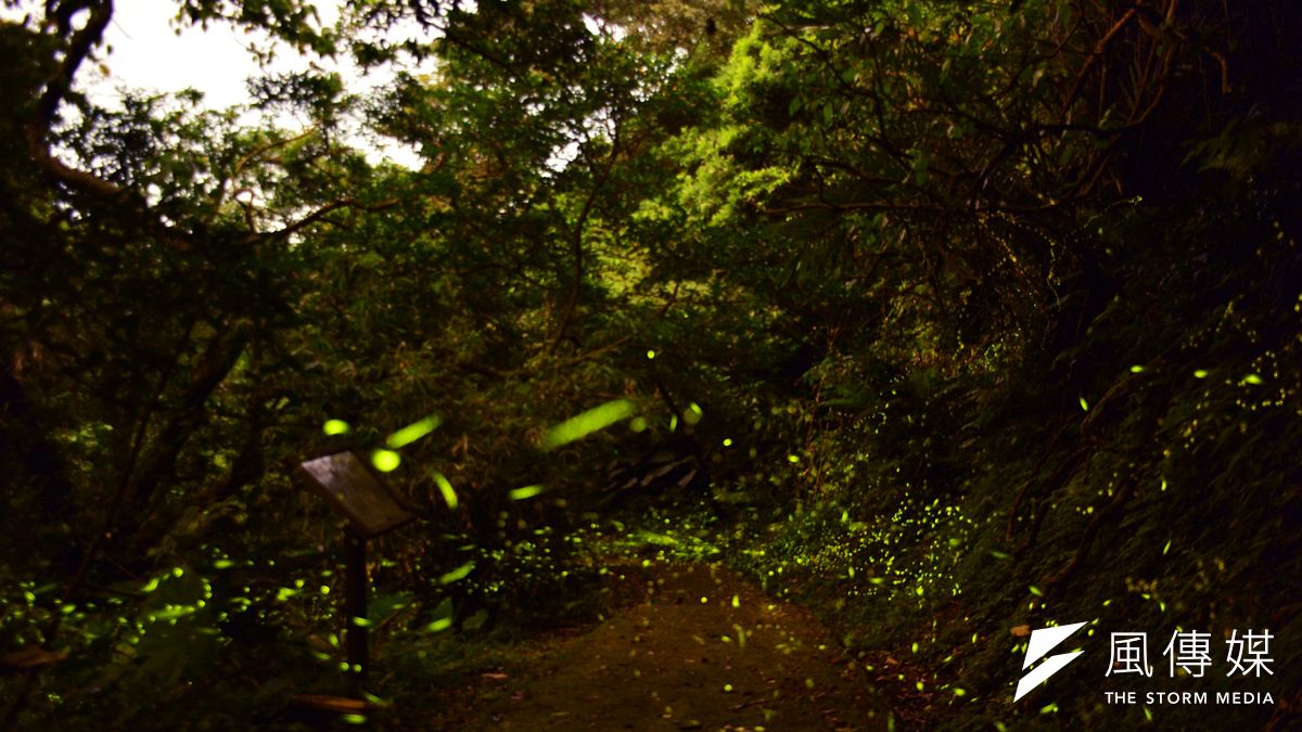海大龍崗生態步道,每年四、五月是螢火蟲的繁殖季,正是賞螢的最佳時期。(圖/海洋大學提供) 海大龍崗生態步道,每年四、五月是螢火蟲的繁殖季,正是賞螢的最佳時期。(圖/海洋大學提供)