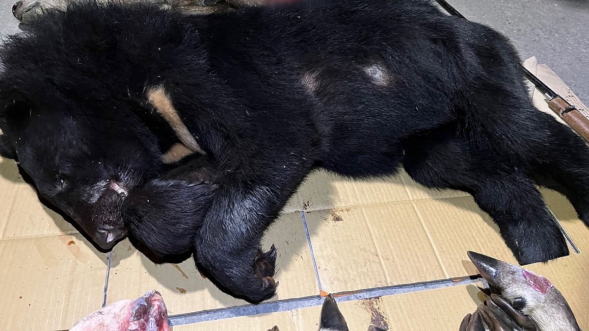 霧台鄉顏姓男子住處冰箱搜出保育類野生動物屍體,加上網路流傳死亡黑熊遭人以機車運載影片,屏檢釐清兩案確有關聯。(圖/屏東地檢提供) 霧台鄉顏姓男子住處冰箱搜出保育類野生動物屍體,加上網路流傳死亡黑熊遭人以機車運載影片,屏檢釐清兩案確有關聯。(圖/屏東地檢提供)