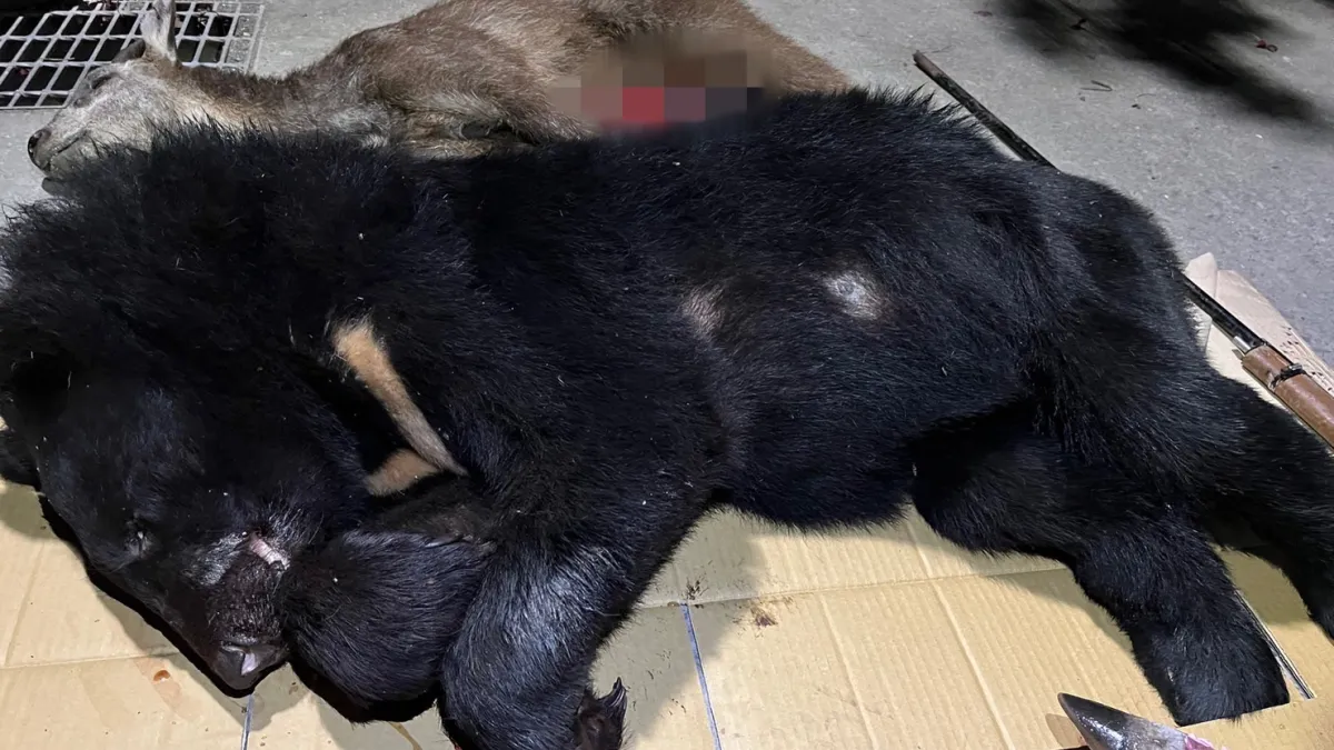 霧台鄉顏姓男子住處冰箱搜出保育類野生動物屍體,加上網路流傳死亡黑熊遭人以機車運載影片,屏檢釐清兩案確有關聯。(圖/屏東地檢提供)
