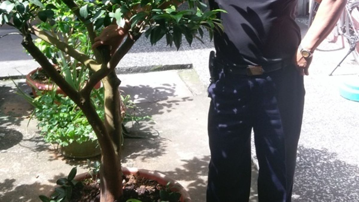 盼社會和諧圓滿 大溪分局組長送公益團體茶花 盼社會和諧圓滿 大溪分局組長送公益團體茶花