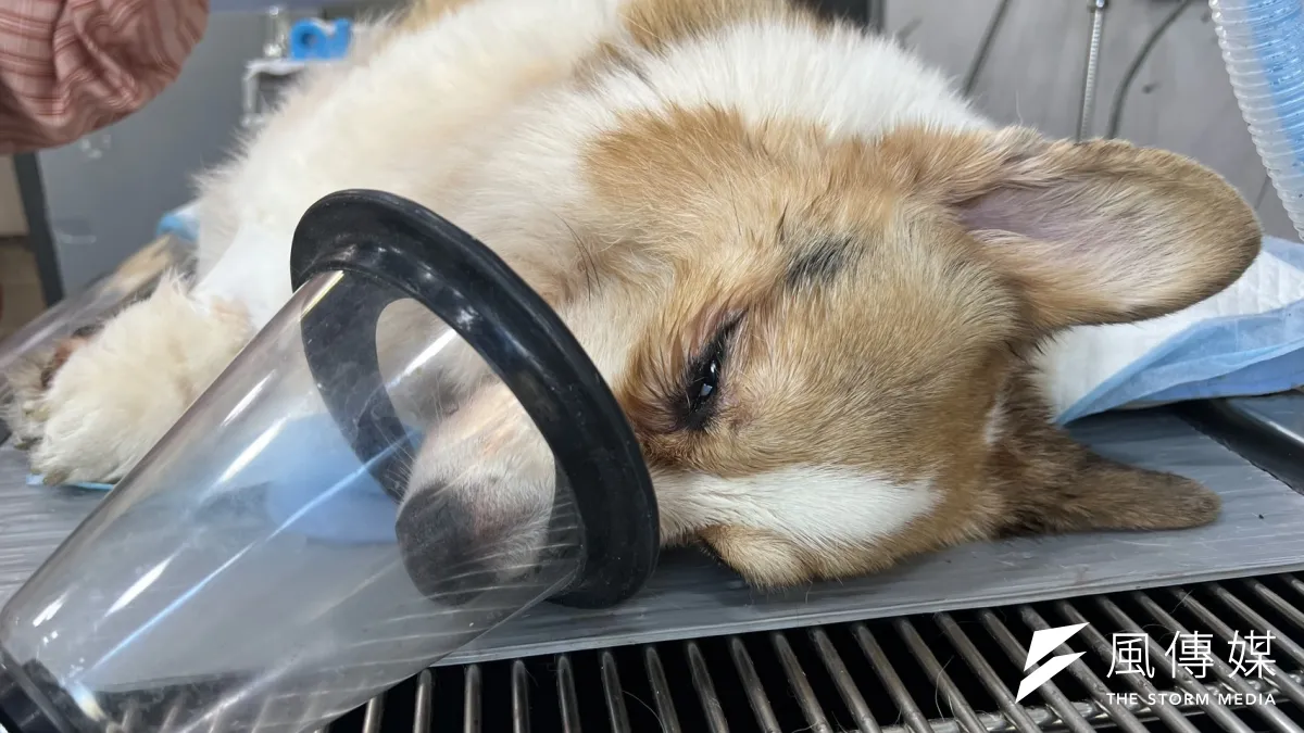 The new regulations governing the use of human-grade medications on pets carry major implications for veterinary care — at one point, rumors even circulated that pet owners would need to bring their own oxygen tanks to clinics. (Photo by Lu Shao-wei)