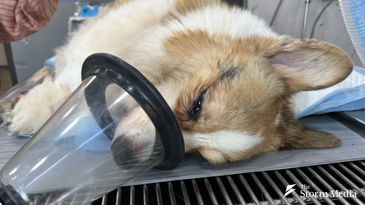 The new regulations governing the use of human-grade medications on pets carry major implications for veterinary care — at one point, rumors even circulated that pet owners would need to bring their own oxygen tanks to clinics. (Photo by Lu Shao-wei)