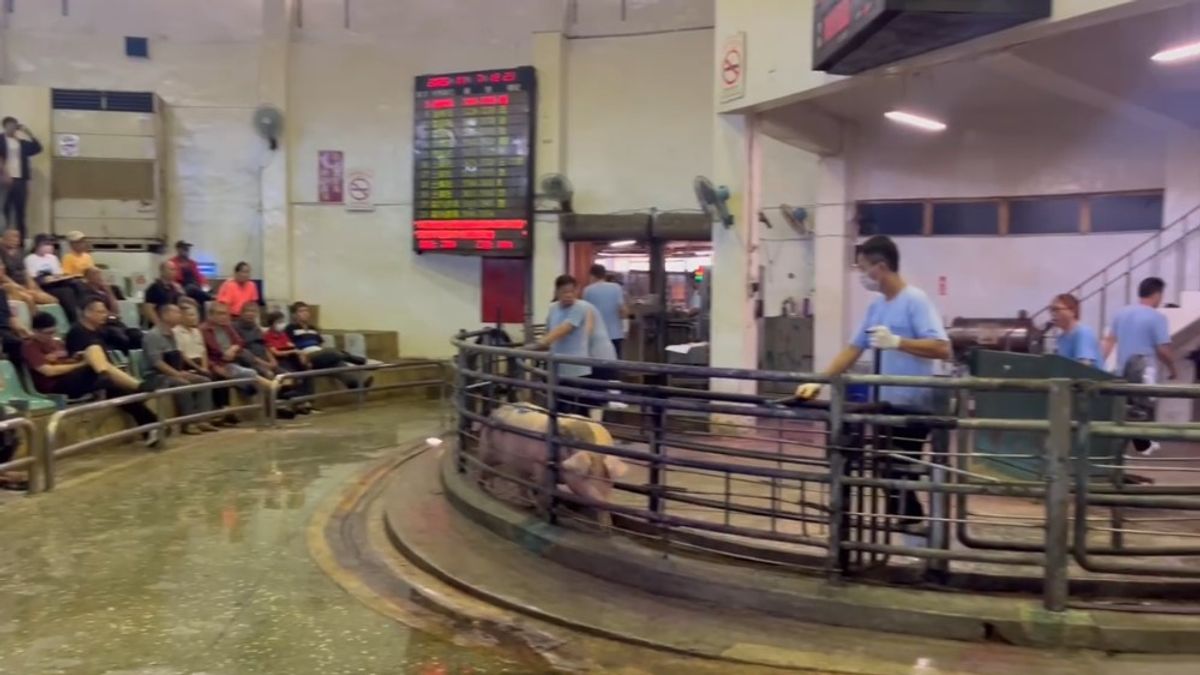 朱淑娟專欄:防疫不能靠運氣,豬隻拍賣應盡早廢除