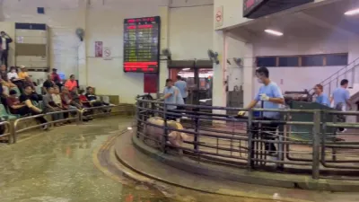 豬隻活體拍賣,必須長途運輸、拍賣過程人車豬混雜,增加病毒傳播風險,防止非洲豬瘟,應即早廢除拍賣制度。(圖/農業部提供)
