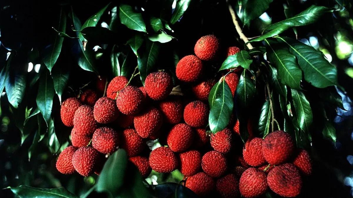 荔枝,是南方獨有的美味。(維基百科)