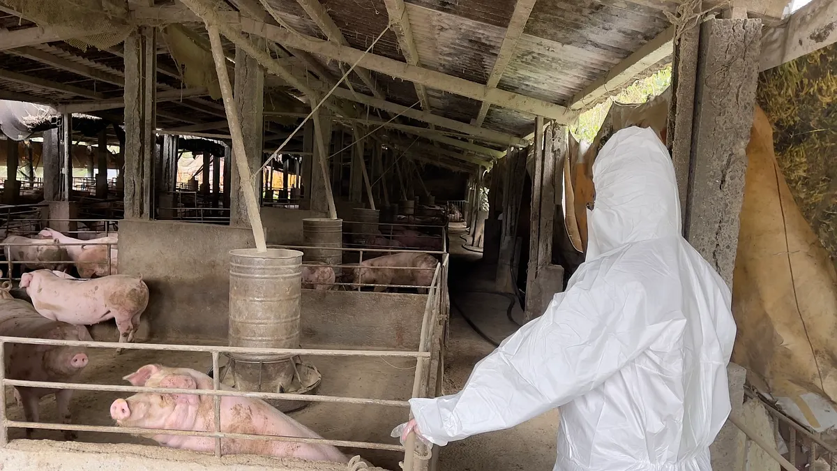 中央災害應變中心決議2027 年1月起全面禁止廚餘養豬,現有廚餘養豬戶除嚴格要求高溫蒸煮確實達90℃外,必須裝設影像監視系統定時回報。(資料照,新北市動保處提供) 中央災害應變中心決議2027 年1月起全面禁止廚餘養豬,現有廚餘養豬戶除嚴格要求高溫蒸煮確實達90℃外,必須裝設影像監視系統定時回報。(資料照,新北市動保處提供)