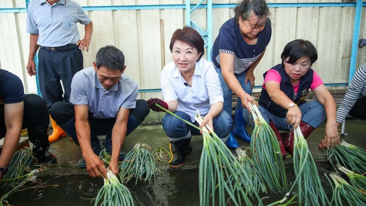 台中市長盧秀燕到大安洗蔥寮體驗洗蔥及裝蔥。(圖/台中市政府提供)