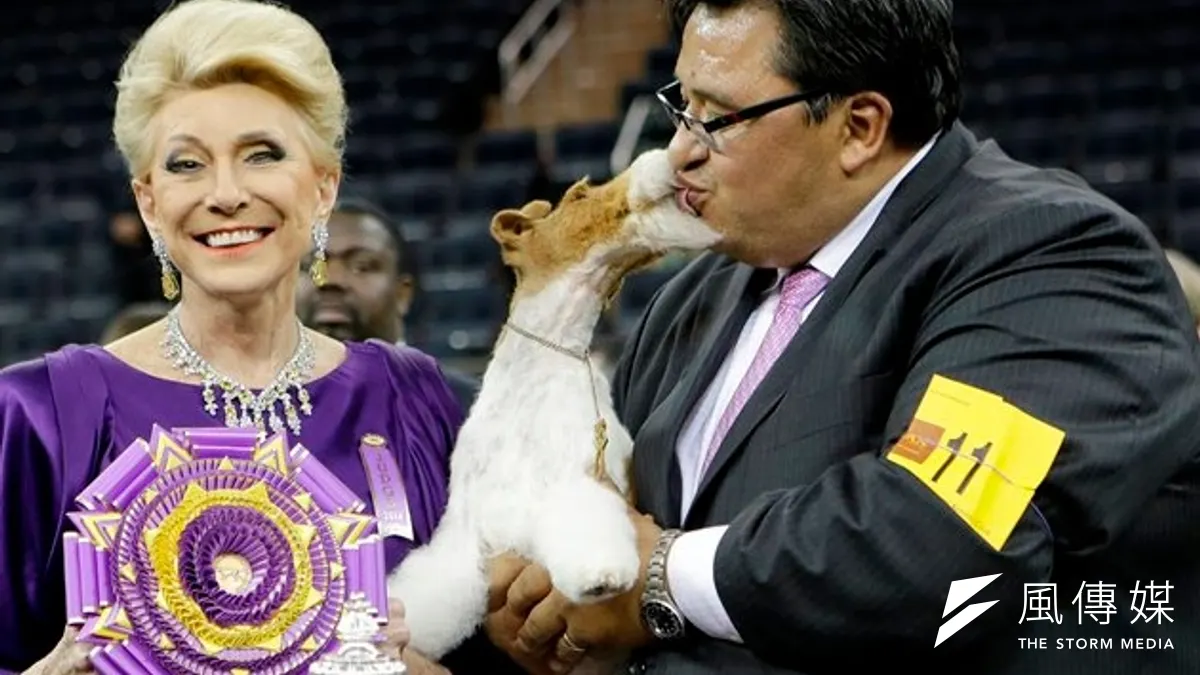 剛毛獵狐梗「天空」拿下第138屆美國西敏寺犬展最高殊榮(美聯社) 剛毛獵狐梗「天空」拿下第138屆美國西敏寺犬展最高殊榮(美聯社)