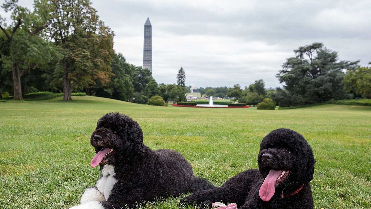 白宮「第一狗」Sunny(右)與Bo(Wikipedia / Public Domain) 白宮「第一狗」Sunny(右)與Bo(Wikipedia / Public Domain)