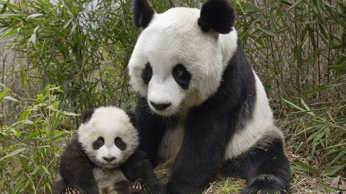 秦嶺大熊貓(取自網路) 秦嶺大熊貓(取自網路)