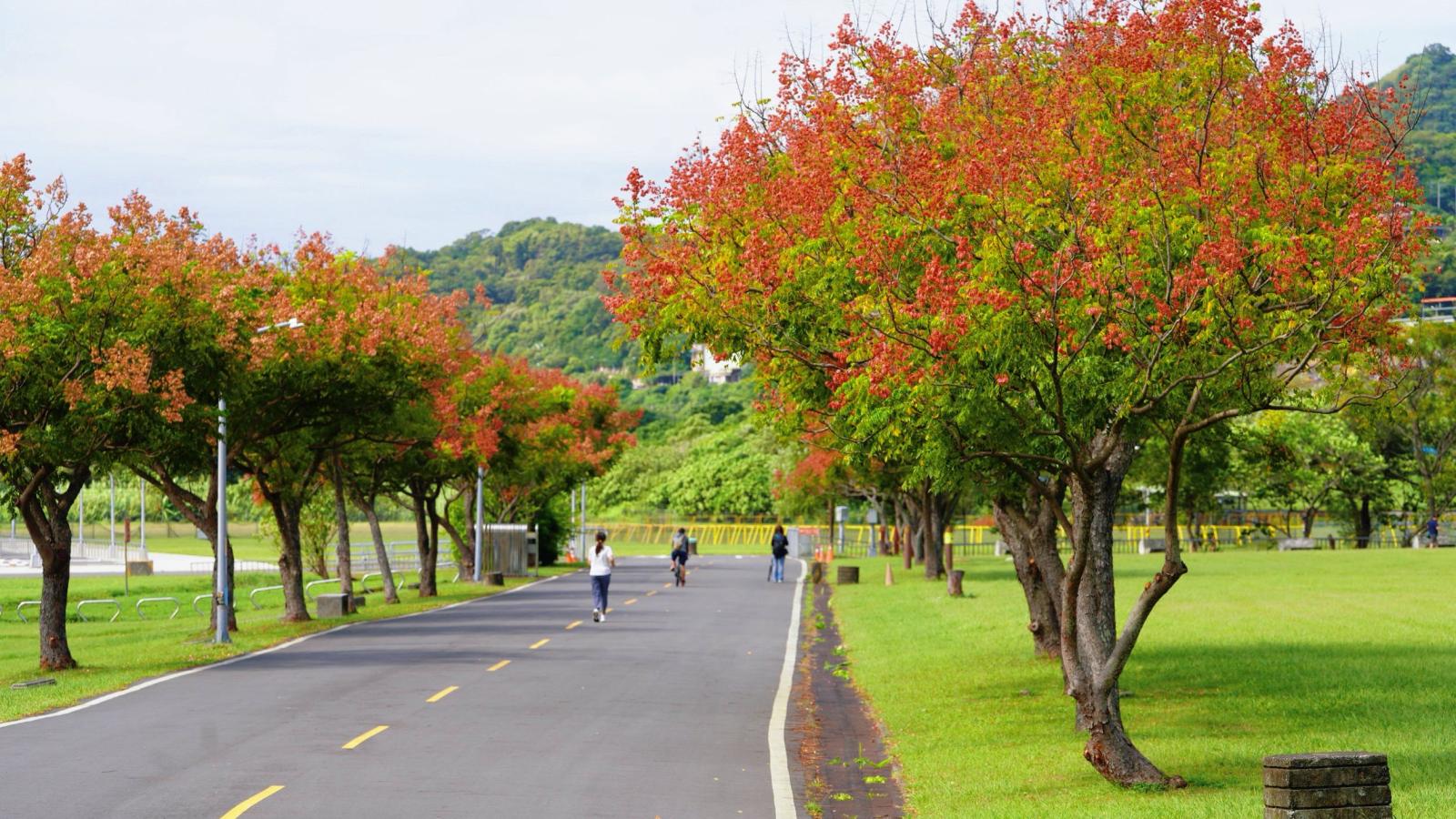 新北河濱臺灣欒樹換上浪漫新裝 粉紅蒴果妝點秋季美景