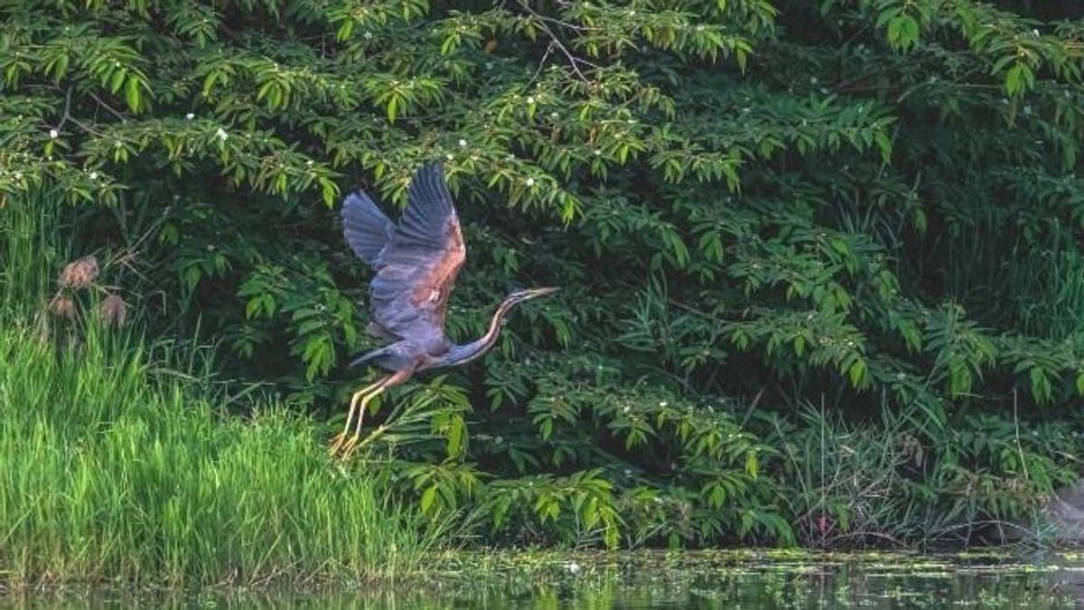 來洲仔濕地棲息的紫鷺。(圖/王建得提供) 來洲仔濕地棲息的紫鷺。(圖/王建得提供)