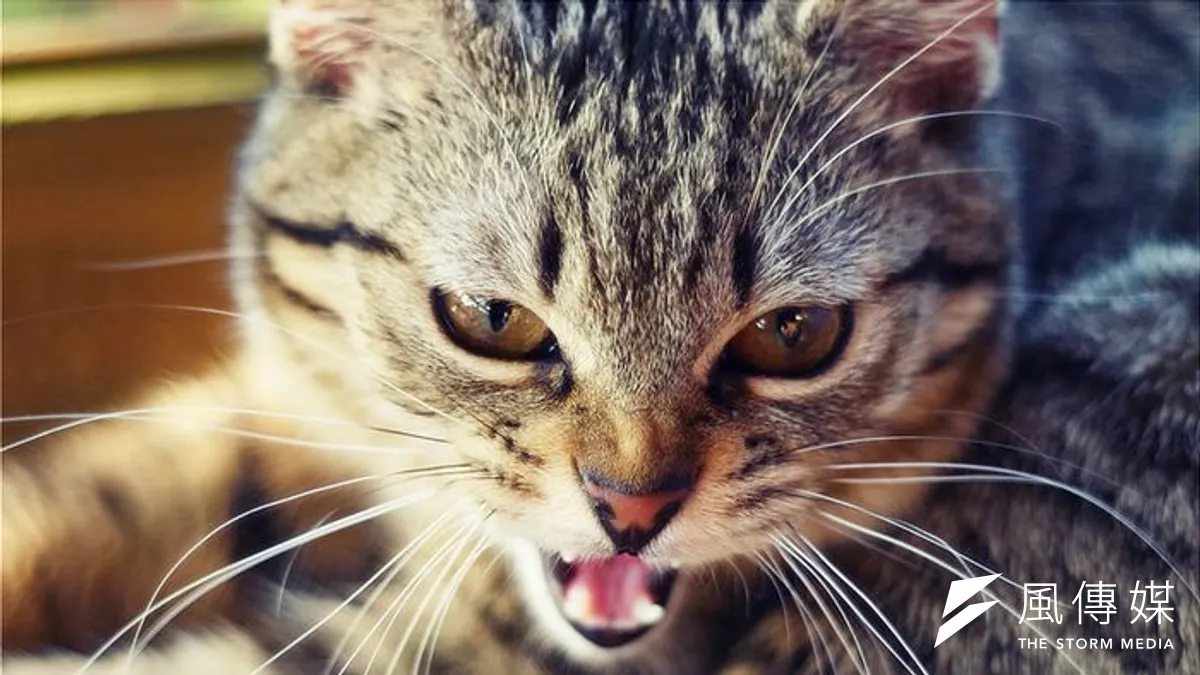 我的貓咪愛我嗎?某些科學家的答案頗為悲觀。(取自網路) 我的貓咪愛我嗎?某些科學家的答案頗為悲觀。(取自網路)