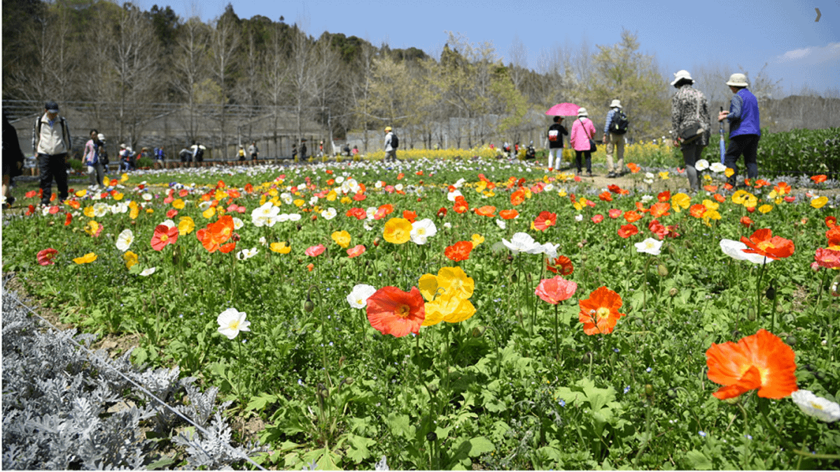 臺大山地實驗農場溫帶花卉極具特色,「春之饗宴」活動至3月31日止。(圖/臺大山地實驗農場提供) 臺大山地實驗農場溫帶花卉極具特色,「春之饗宴」活動至3月31日止。(圖/臺大山地實驗農場提供)
