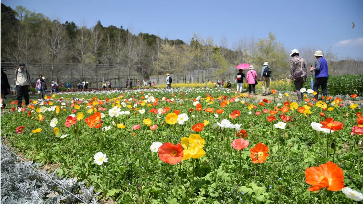 臺大山地實驗農場溫帶花卉極具特色,「春之饗宴」活動至3月31日止。(圖/臺大山地實驗農場提供)