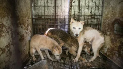 南韓狗肉農場經營困難,同意接受動保團體補助後關閉農場。(圖/Human Society International粉專)
