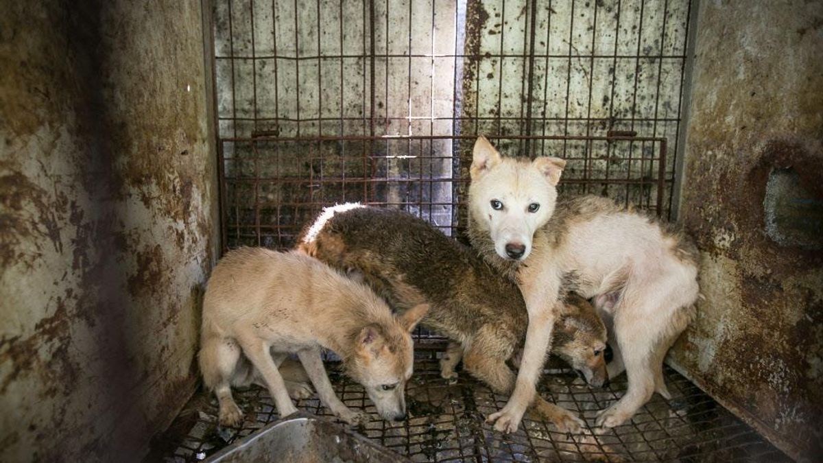 南韓狗肉農場經營困難,同意接受動保團體補助後關閉農場。(圖/Human Society International粉專) 南韓狗肉農場經營困難,同意接受動保團體補助後關閉農場。(圖/Human Society International粉專)