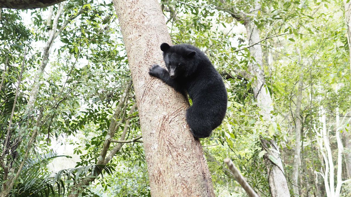 台灣黑熊比日本熊乖?作家解惑「熊害」根本原因:台日野熊都命運坎坷