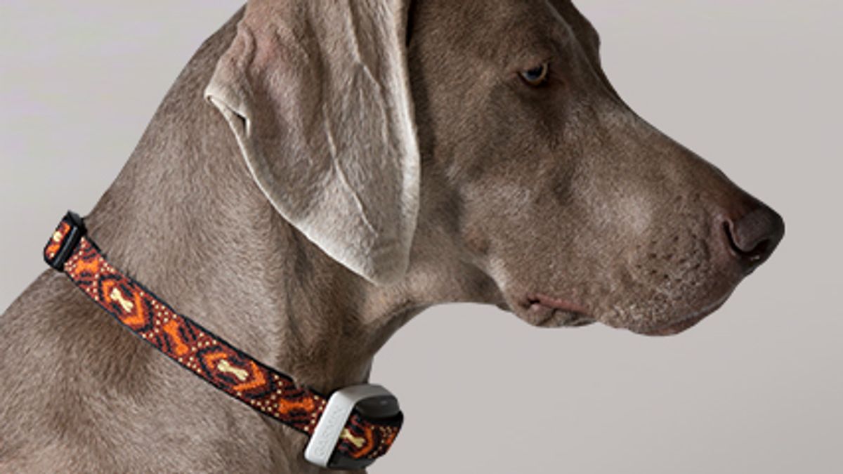 知名導航品牌Garmin原定將於9月4日推出產品「Delta Smart智慧寵物訓練機」,其中以「輕微電流」刺激寵物,達到有效訓練的功能遭愛狗人士撻伐,目前Garmin官方網站已將產品介紹刪除。(取自Garmin官網) 知名導航品牌Garmin原定將於9月4日推出產品「Delta Smart智慧寵物訓練機」,其中以「輕微電流」刺激寵物,達到有效訓練的功能遭愛狗人士撻伐,目前Garmin官方網站已將產品介紹刪除。(取自Garmin官網)