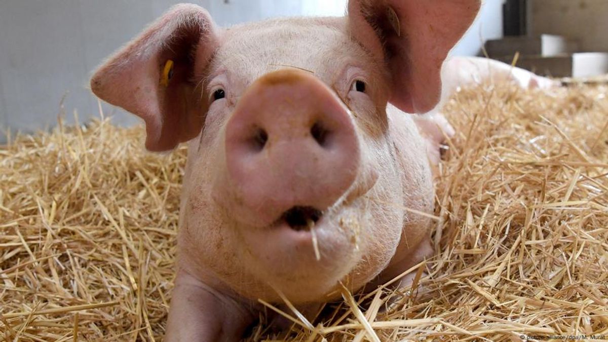 德國不僅是先進的工業大國,在養豬方面也很有一套。(圖/德國之聲) 德國不僅是先進的工業大國,在養豬方面也很有一套。(圖/德國之聲)