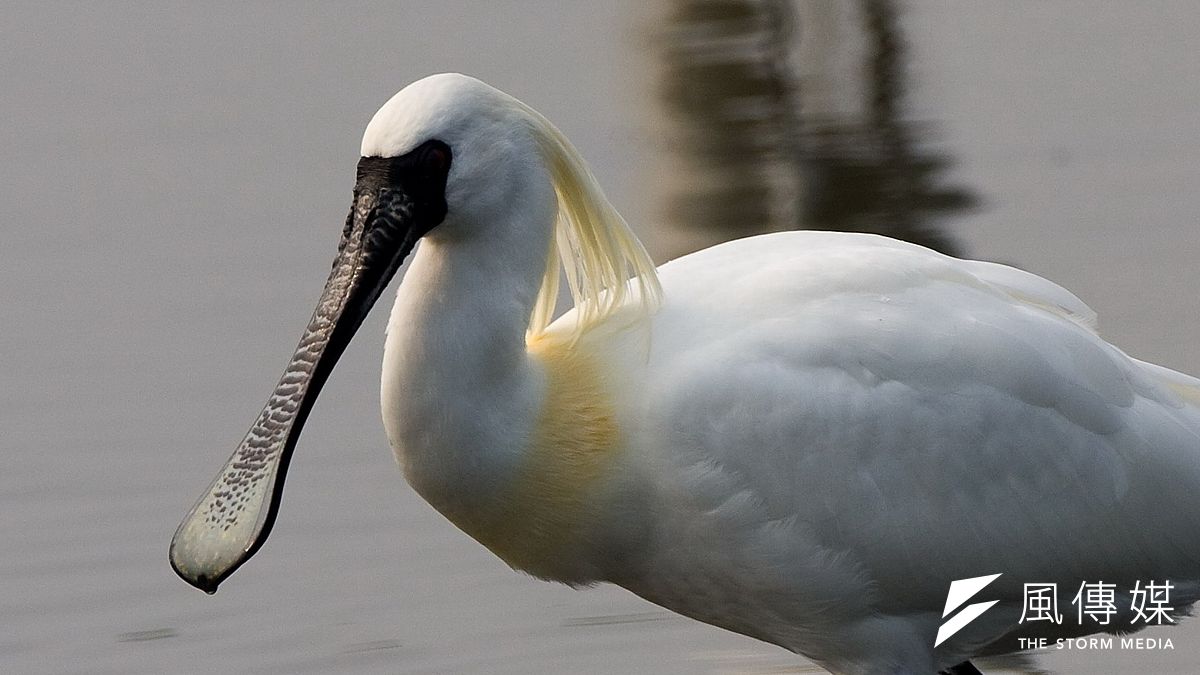 茄萣溼地開路將影響黑面琵鷺的棲息。(呂紹煒攝) 茄萣溼地開路將影響黑面琵鷺的棲息。(呂紹煒攝)