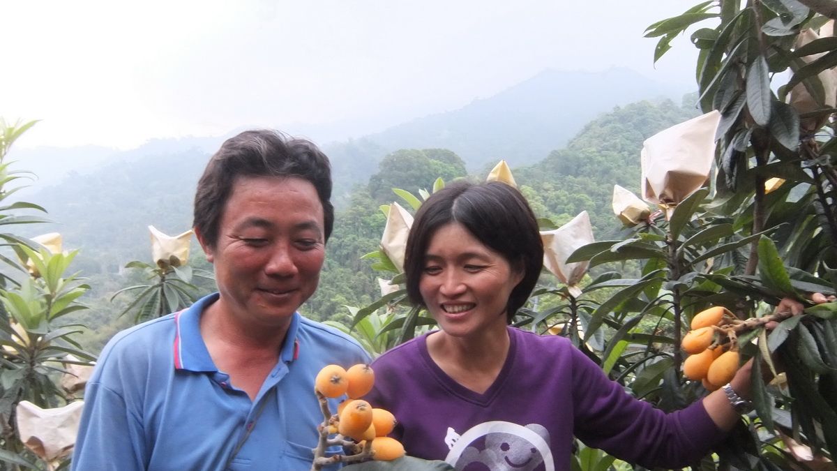 走過艱辛時光 枇杷常勝軍林育如分享務農心得 走過艱辛時光 枇杷常勝軍林育如分享務農心得