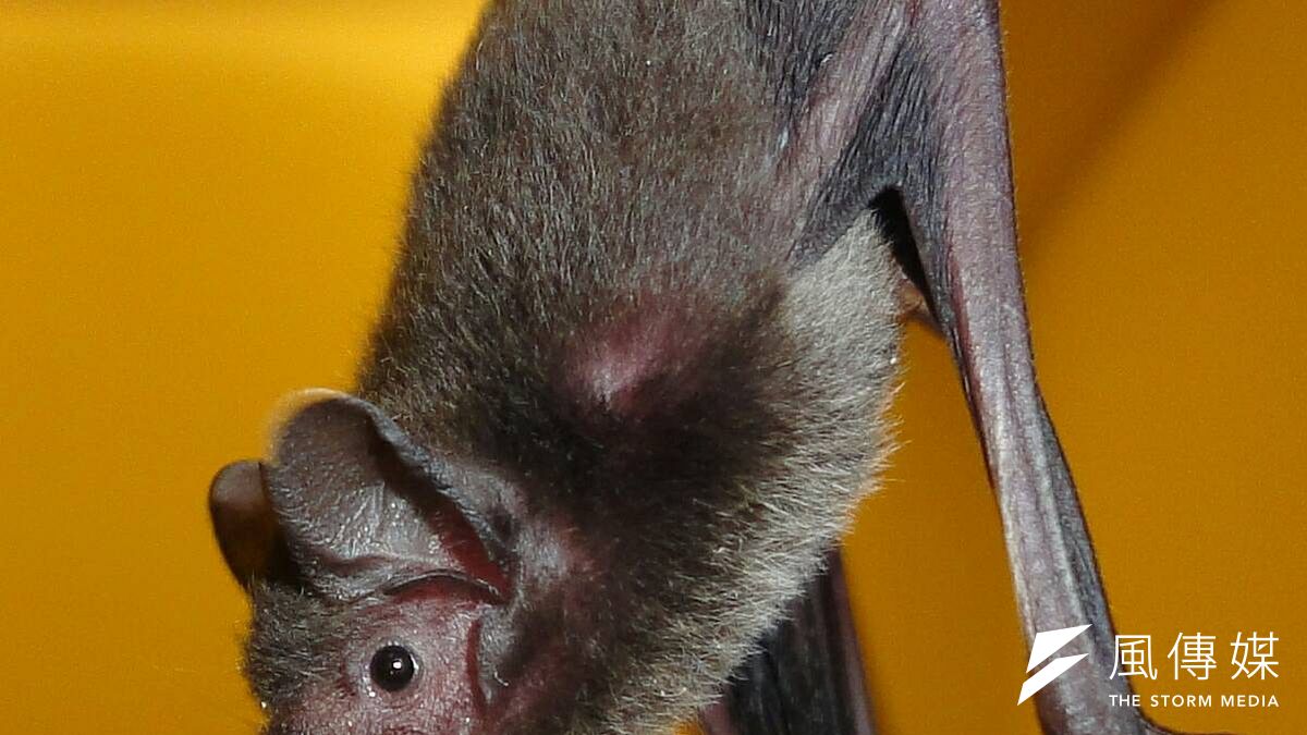 台師大吳忠信團隊用各種方法進行田野調查,發現蝙蝠體內殘留大量農藥及重金屬,因此破壞了中樞神經及回聲定位系統,造成台灣蝙蝠族群大量衰減。(資料照,台北市蝙蝠保育學會提供) 台師大吳忠信團隊用各種方法進行田野調查,發現蝙蝠體內殘留大量農藥及重金屬,因此破壞了中樞神經及回聲定位系統,造成台灣蝙蝠族群大量衰減。(資料照,台北市蝙蝠保育學會提供)