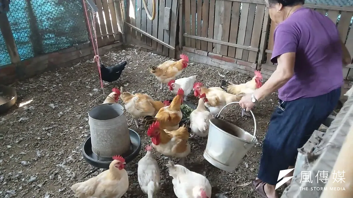 泰國南部的阿凱廟放滿雞的雕像,圖為台灣養雞場內的雞群(資料照,洪煜勛攝) 泰國南部的阿凱廟放滿雞的雕像,圖為台灣養雞場內的雞群(資料照,洪煜勛攝)