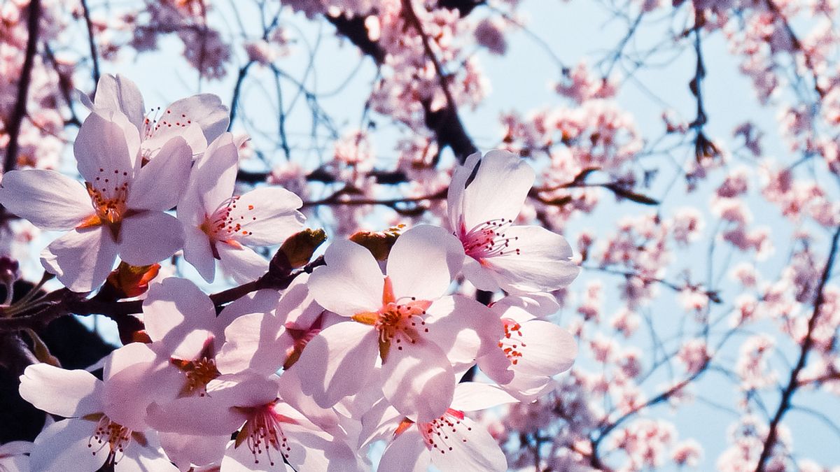 浪漫的賞櫻活動,竟帶來某些困擾。(圖/SteFou!@flickr) 浪漫的賞櫻活動,竟帶來某些困擾。(圖/SteFou!@flickr)